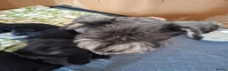 Miniature Schnauzer dogs for sale: Miniature schnauzer  - Advert 2
