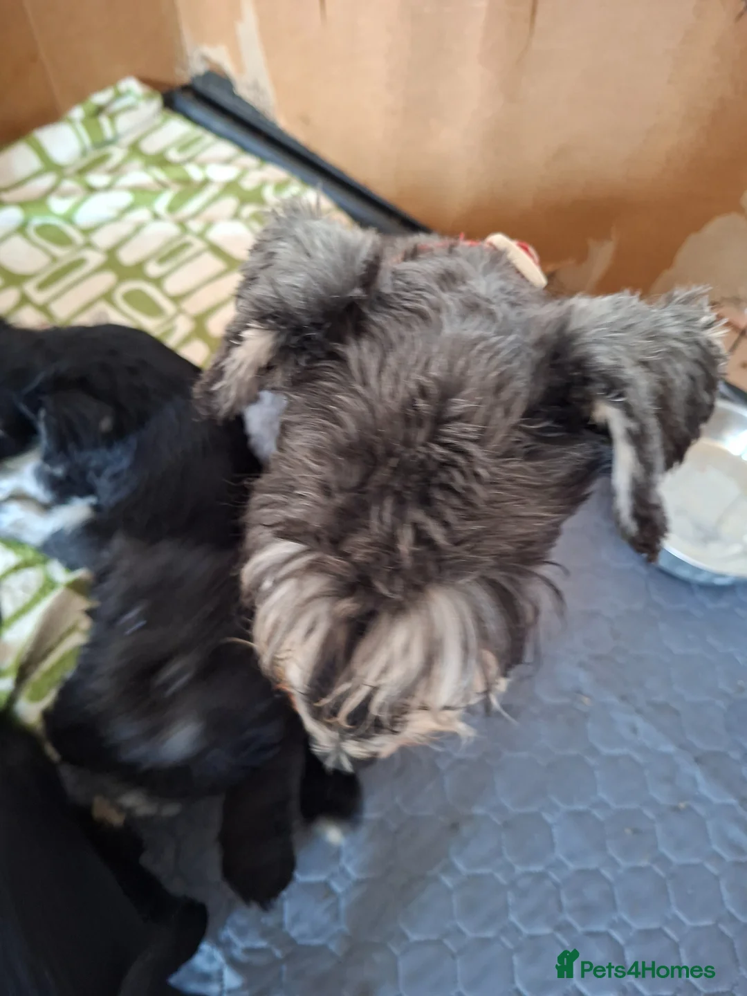 Miniature Schnauzer dogs for sale: Miniature schnauzer  - Advert 2