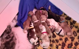 Cocker Spaniel dogs for sale: KC show type cocker spaniels  - Image 7