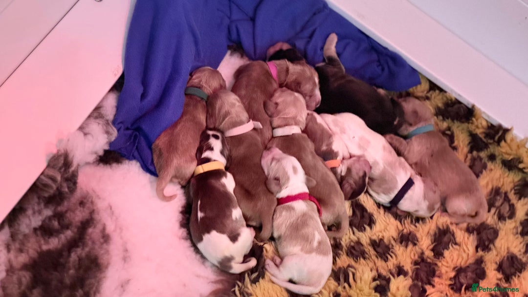 Cocker Spaniel dogs for sale: KC show type cocker spaniels  - Image 7