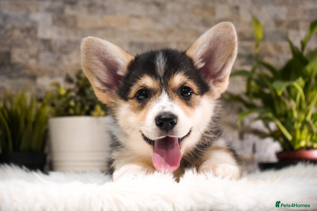 Welsh Corgi Pembroke dogs for sale: Welsh Corgi (Pembroke) - Advert 8