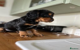 Cocker Spaniel dogs for sale: Upcoming Litter: KC Working Cocker Puppies - Image 17