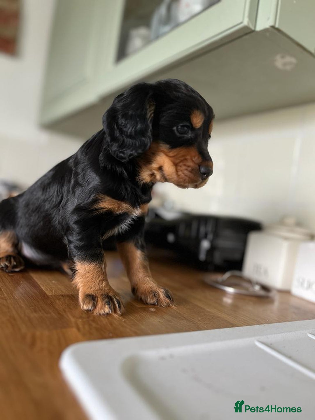 Cocker Spaniel dogs for sale: Upcoming Litter: KC Working Cocker Puppies - Image 17