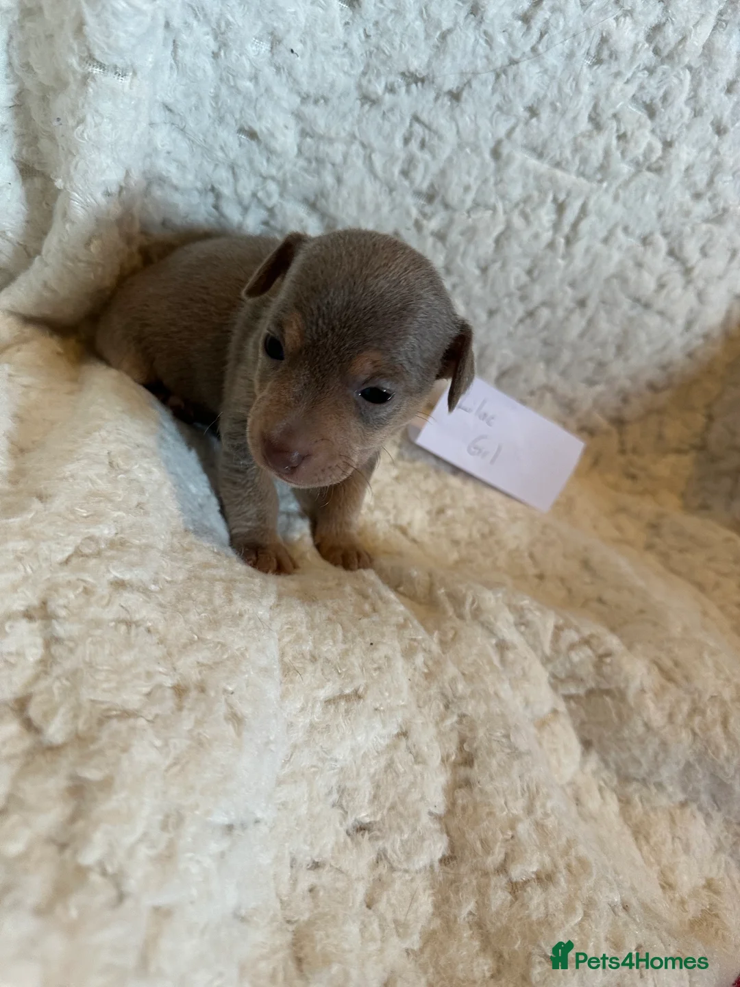 Jack Russell dogs for sale: Jack Russel puppies  - Advert 27