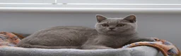 British Shorthair cats for sale: British Shorthair Lilac & Grey Blue Cute Kittens  - Advert 15