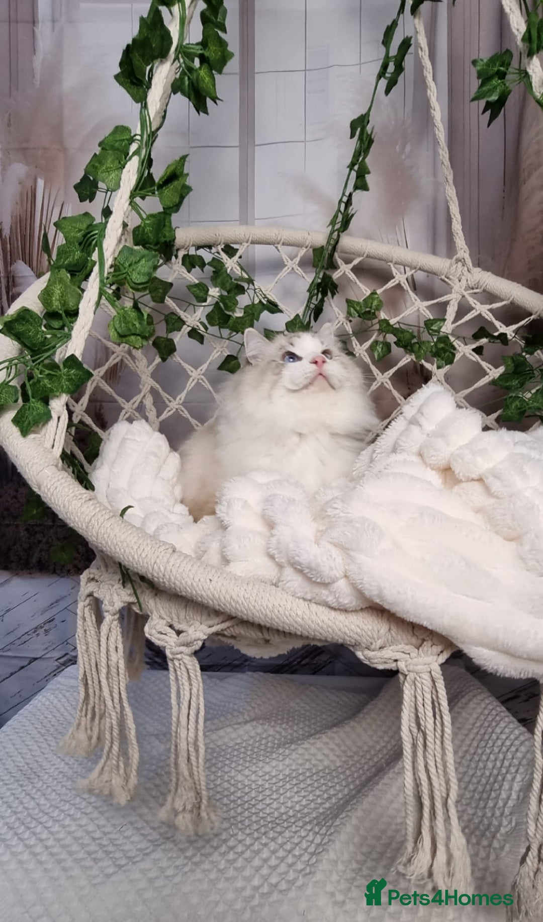 Ragdoll cats for sale: Exceptional Tica Registered Ragdoll Kittens - Advert 18