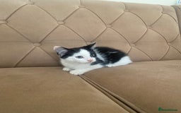 Turkish Angora cats for sale: Meet zara kitten girl looking for forever home. - Image 3