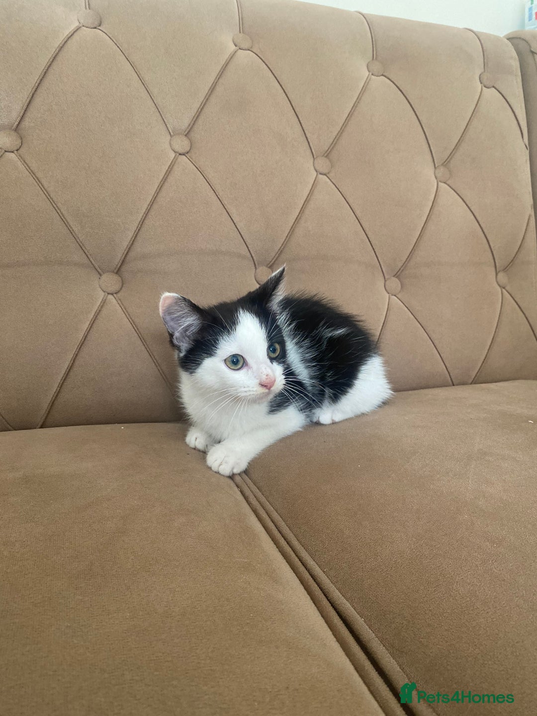 Turkish Angora cats for sale: Meet zara kitten girl looking for forever home. - Image 3
