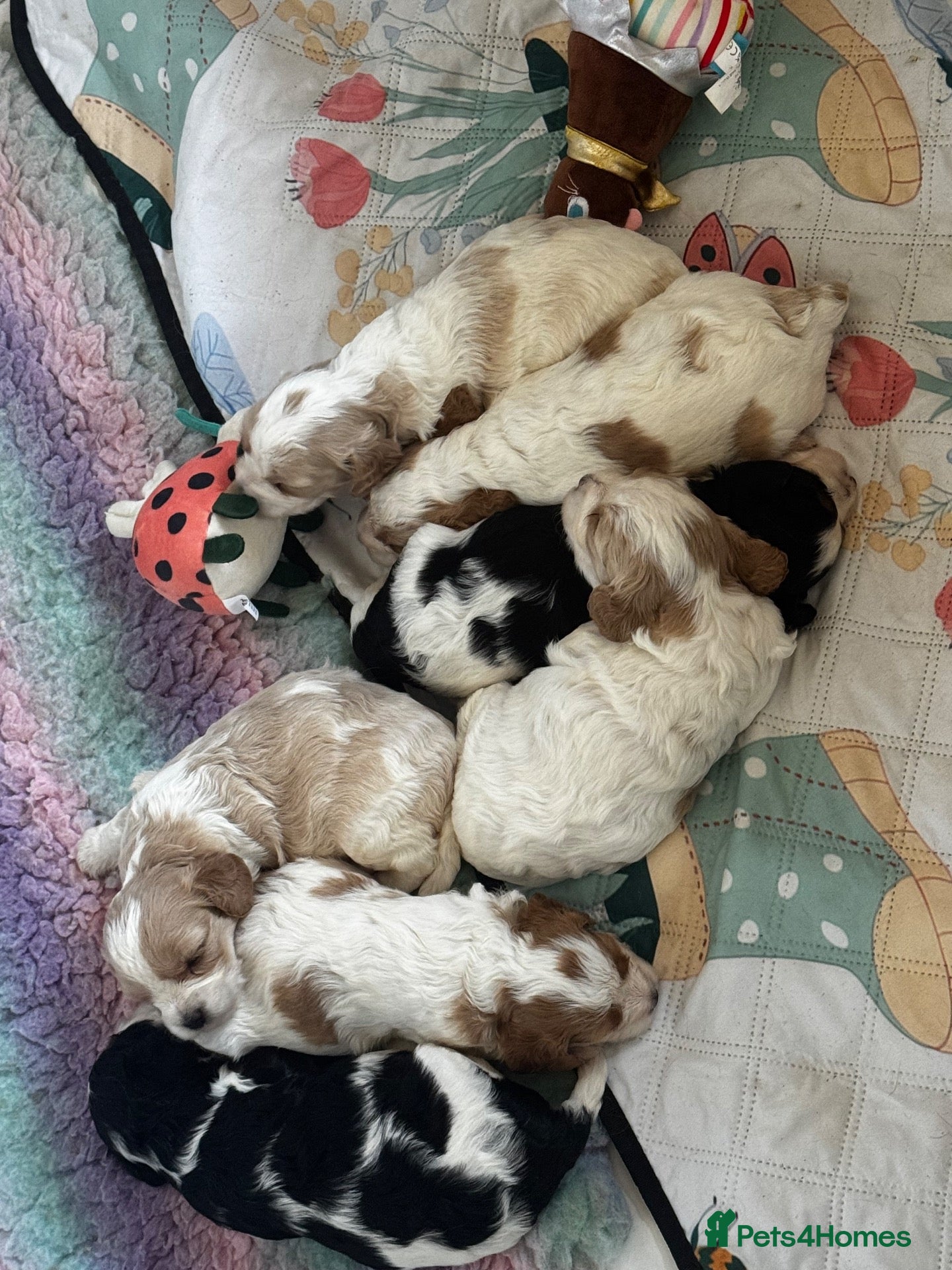 Cavapoo dogs Cavapoo puppies F1 fully health tested parents - Advert 1