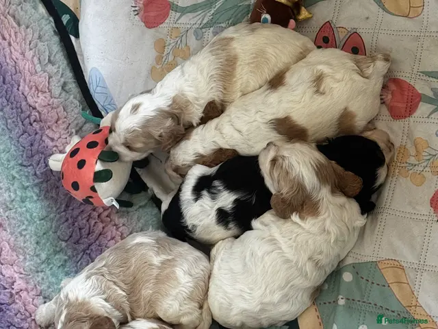 Cavapoo dogs for sale: Cavapoo puppies F1 fully health tested parents - Advert 2