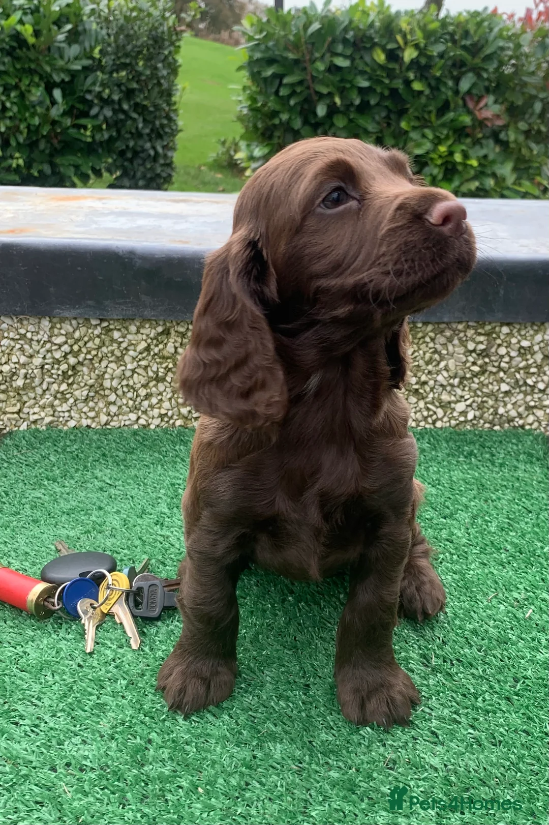 Cocker Spaniel dogs for stud: Boris (Bryn Rhos Major) for stud in Ammanford - Advert 12