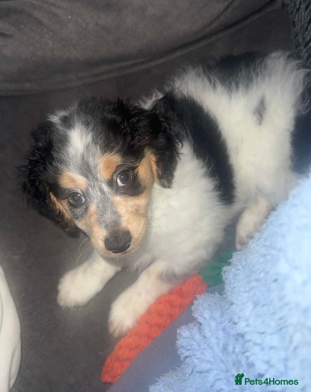 Mixed Breed dogs for sale: 4 month old Milo - Advert 4