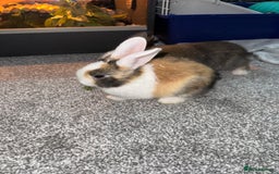 Dutch rabbits for sale: Baby Rabbits - Advert 6