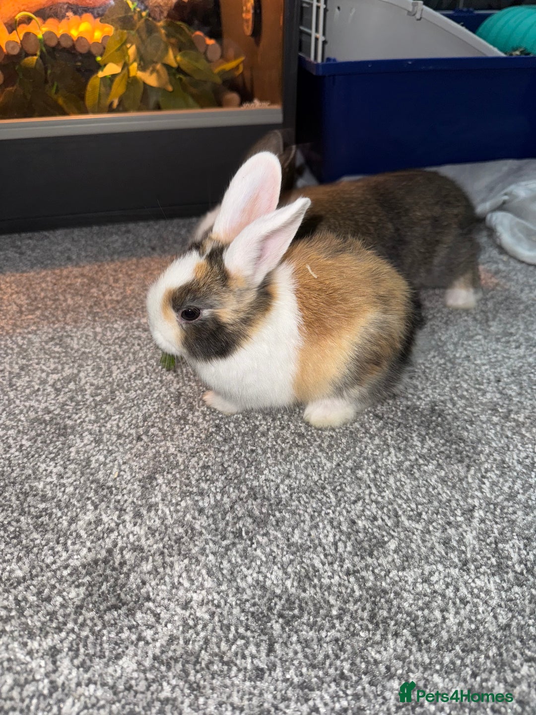 Dutch rabbits for sale: Baby Rabbits - Advert 6