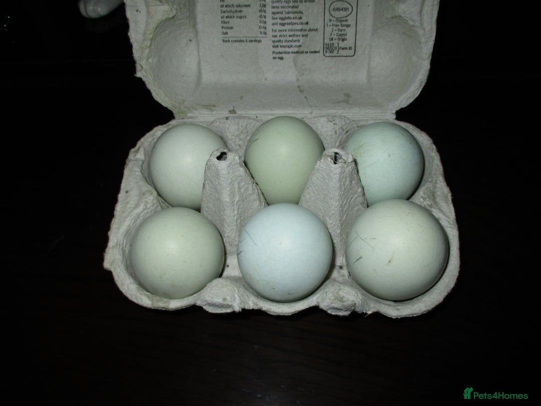 Hens poultry for sale: Blue/Splash Araucana Hens, in lay, March 2024 - Image 5