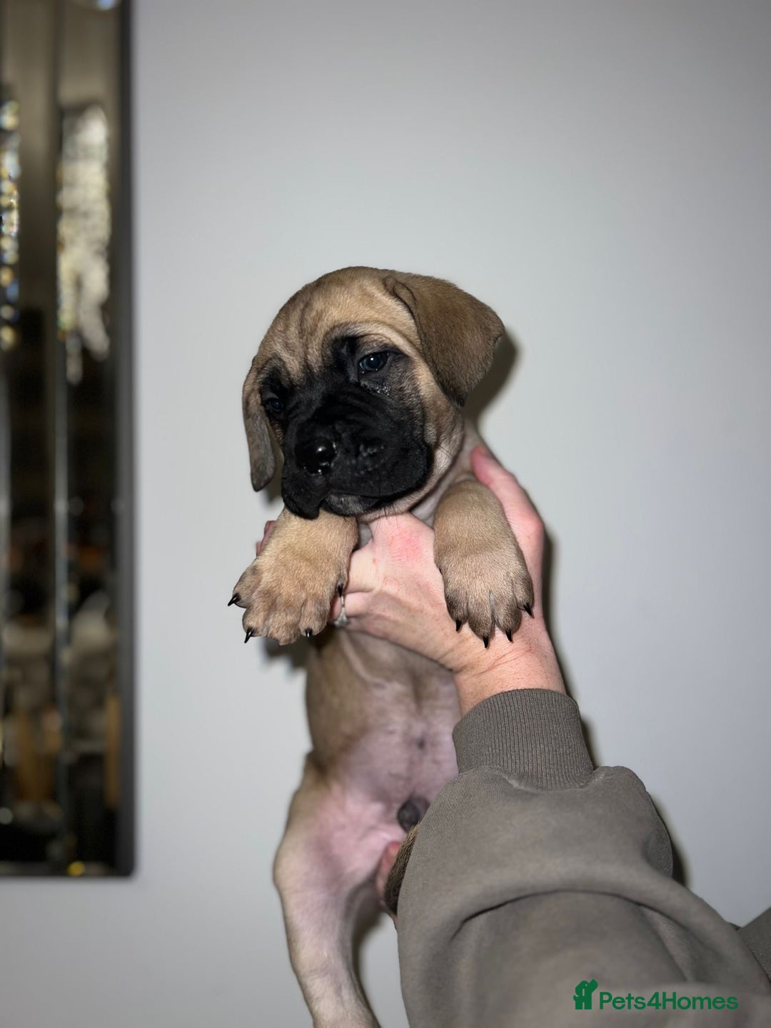 Cane Corso dogs for sale: Cane Corso puppies family reared no expense spared - Advert 20