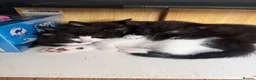 Domestic Shorthair cats for sale: 4 kittens  - Advert 3