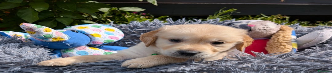 Golden Retriever Puppy 3 "Ginger Nut"