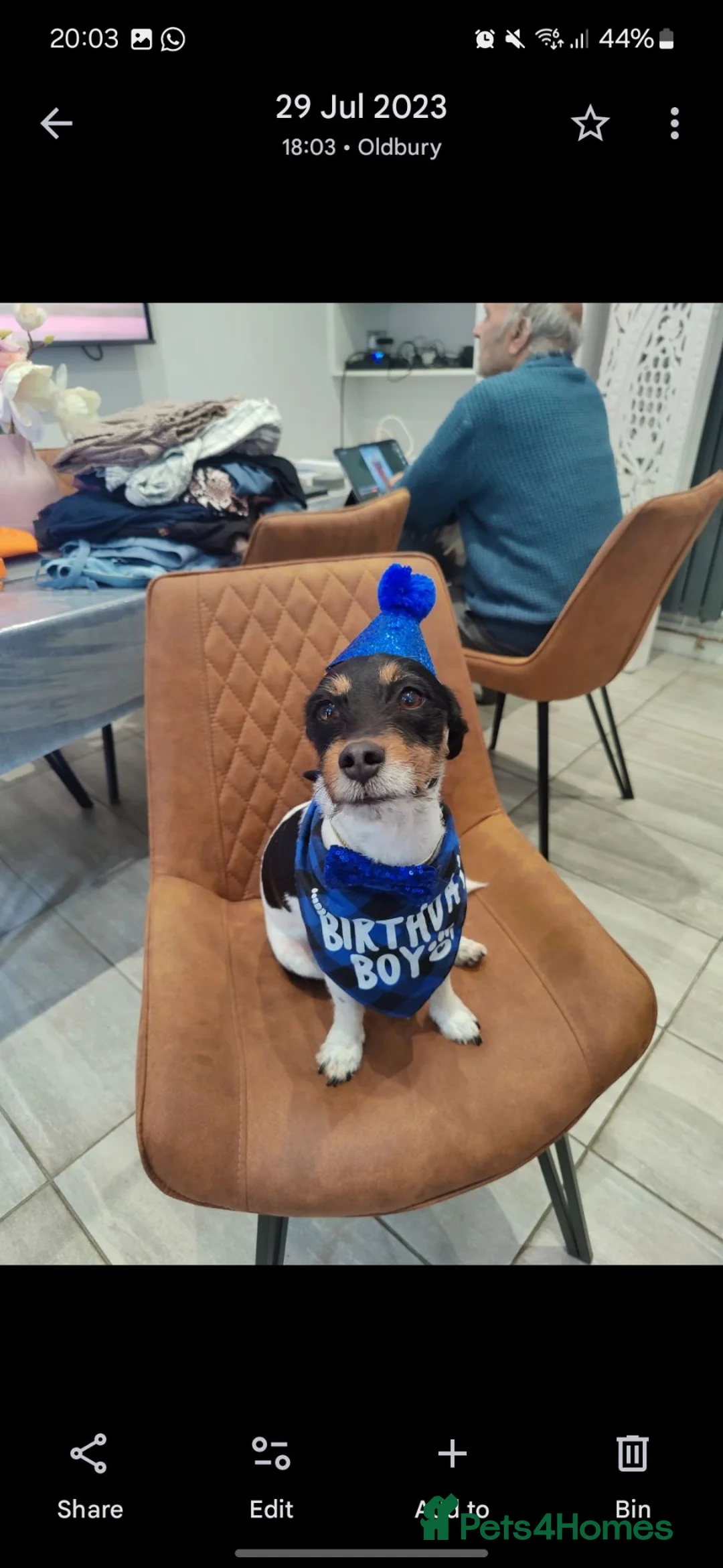 Jack Russell dogs for sale: Koa: Loving, Cuddly, Playful & Loyal Companion - Advert 8
