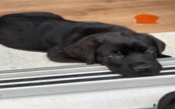 Mixed Breed dogs for sale: Two gorgeous Shepherd cross Mastiff male pups left - Image 10