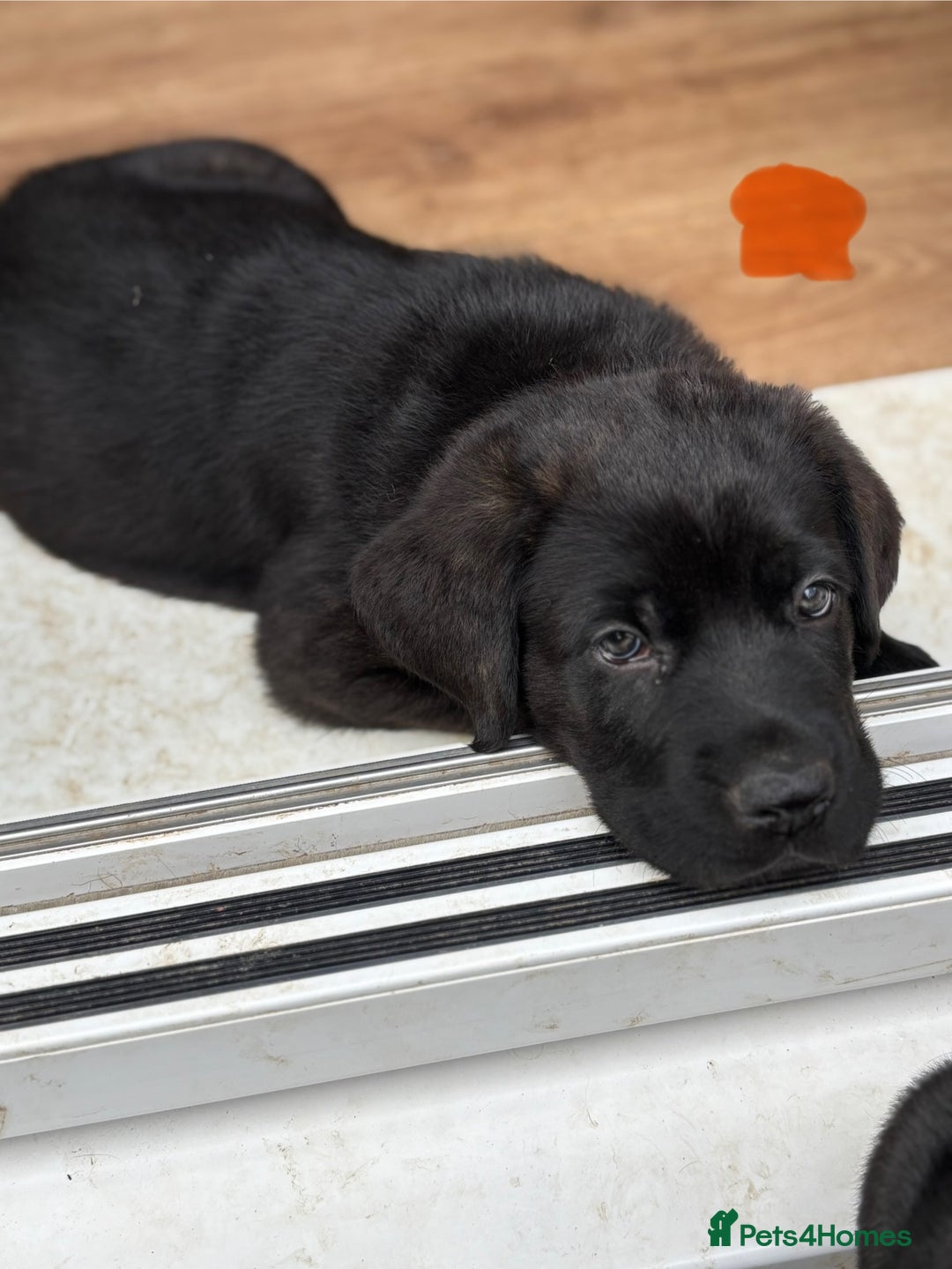 Mixed Breed dogs for sale: Two gorgeous Shepherd cross Mastiff male pups left - Image 10