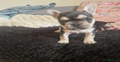 French Bulldog dogs - Advert 5