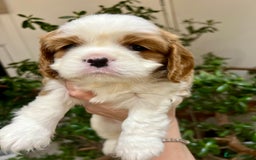 Cavalier King Charles Spaniel dogs for sale: Champion Sired KC Reg Cavalier King Charles  - Image 9