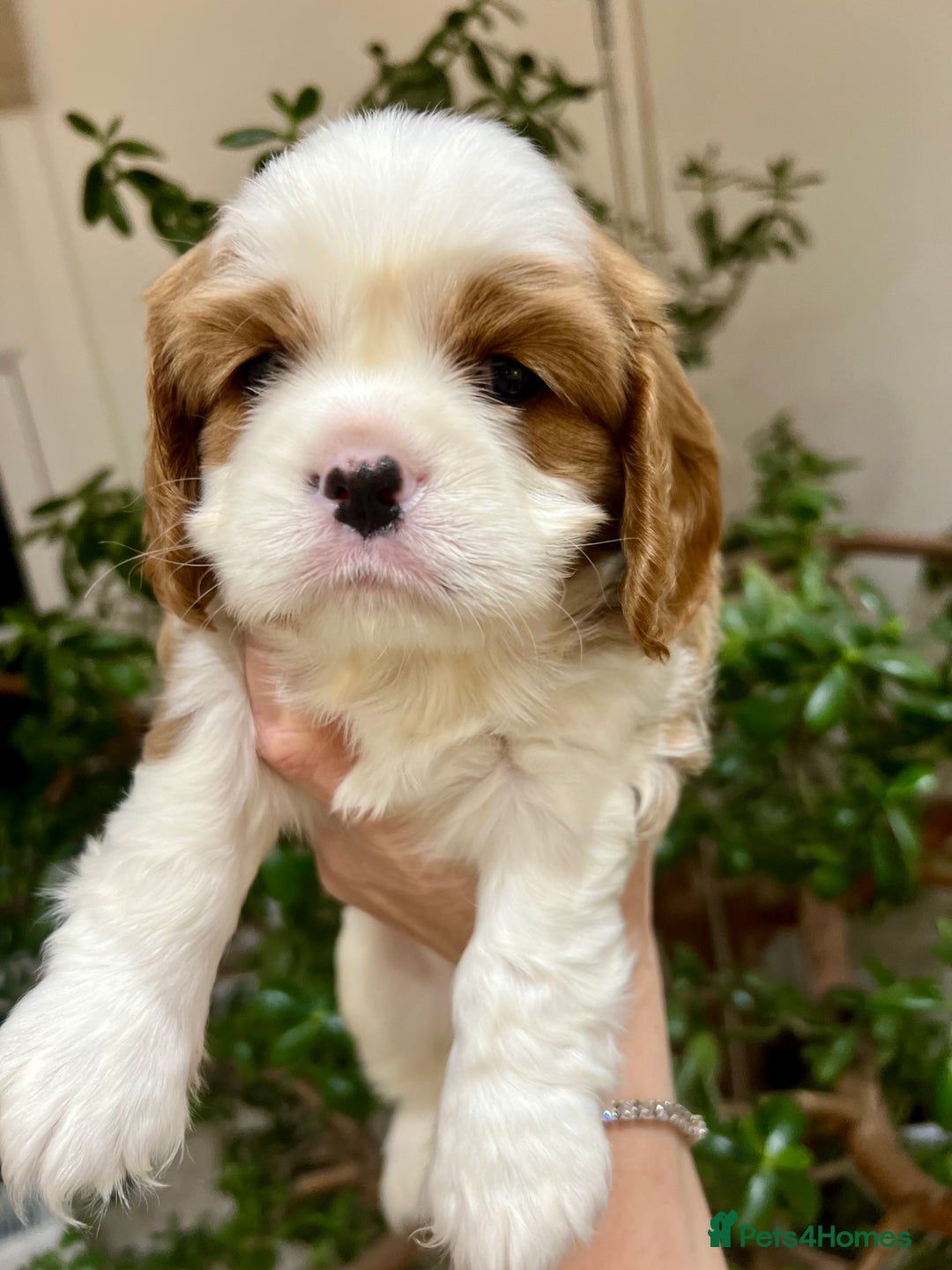 Cavalier King Charles Spaniel dogs for sale: Champion Sired KC Reg Cavalier King Charles  - Image 9