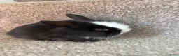 Mixed Breed rabbits for sale: Bunnies for sale - Advert 5