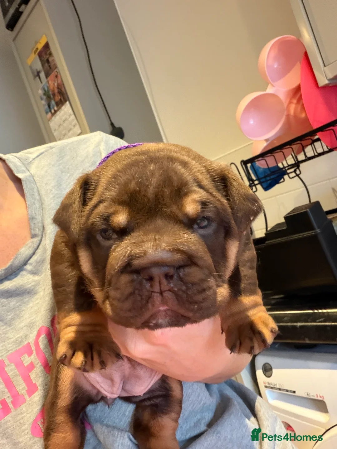 English Bulldog dogs for sale: English bulldog puppy - Advert 4