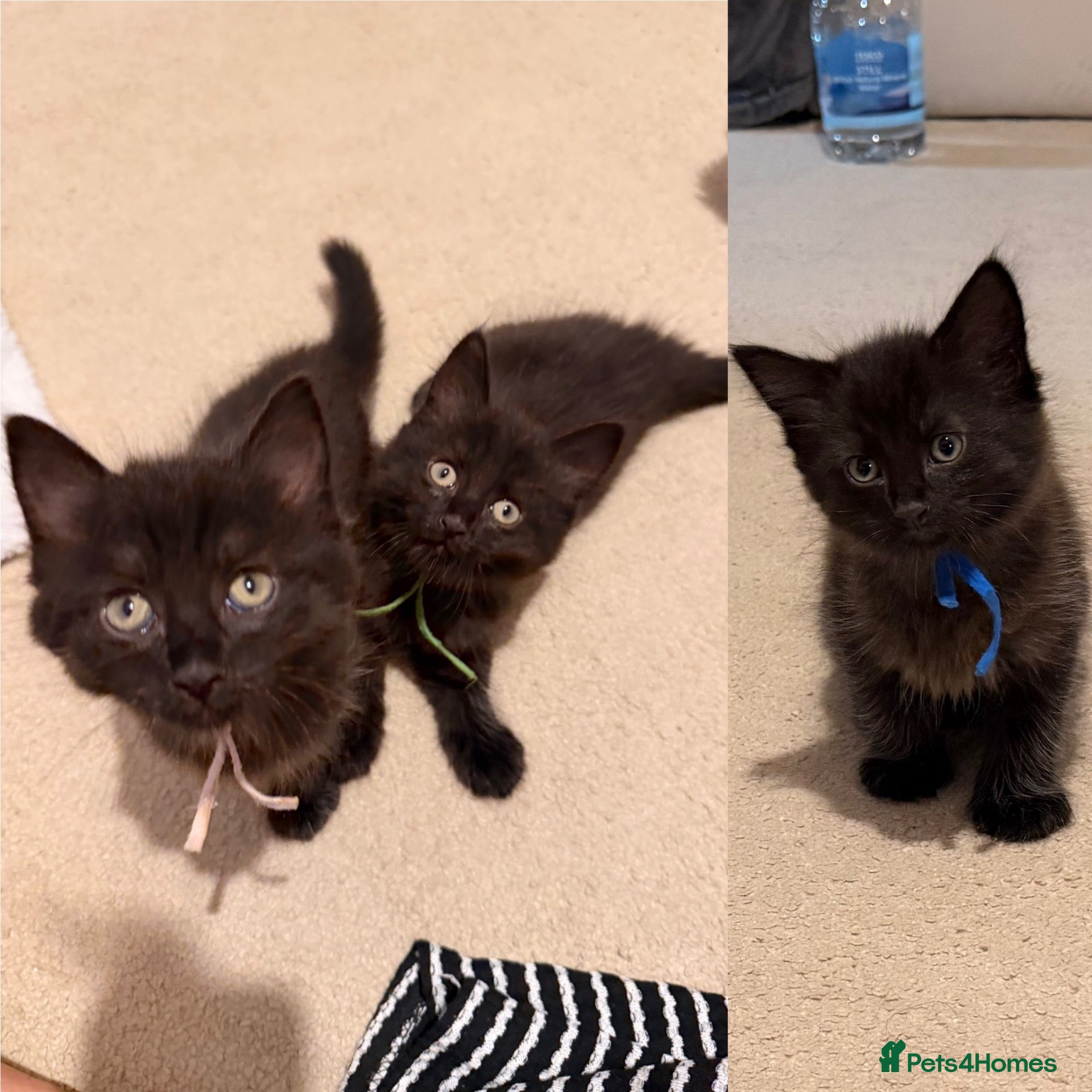 Mixed Breed cats Ready to leave this week - kittens  - Advert 11