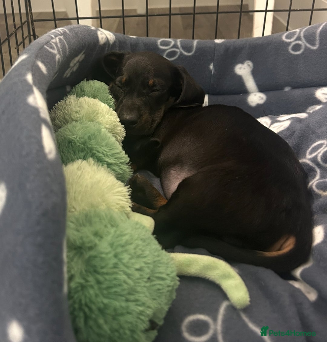 Dachshund dogs for sale: Dachshund puppy   - Advert 2