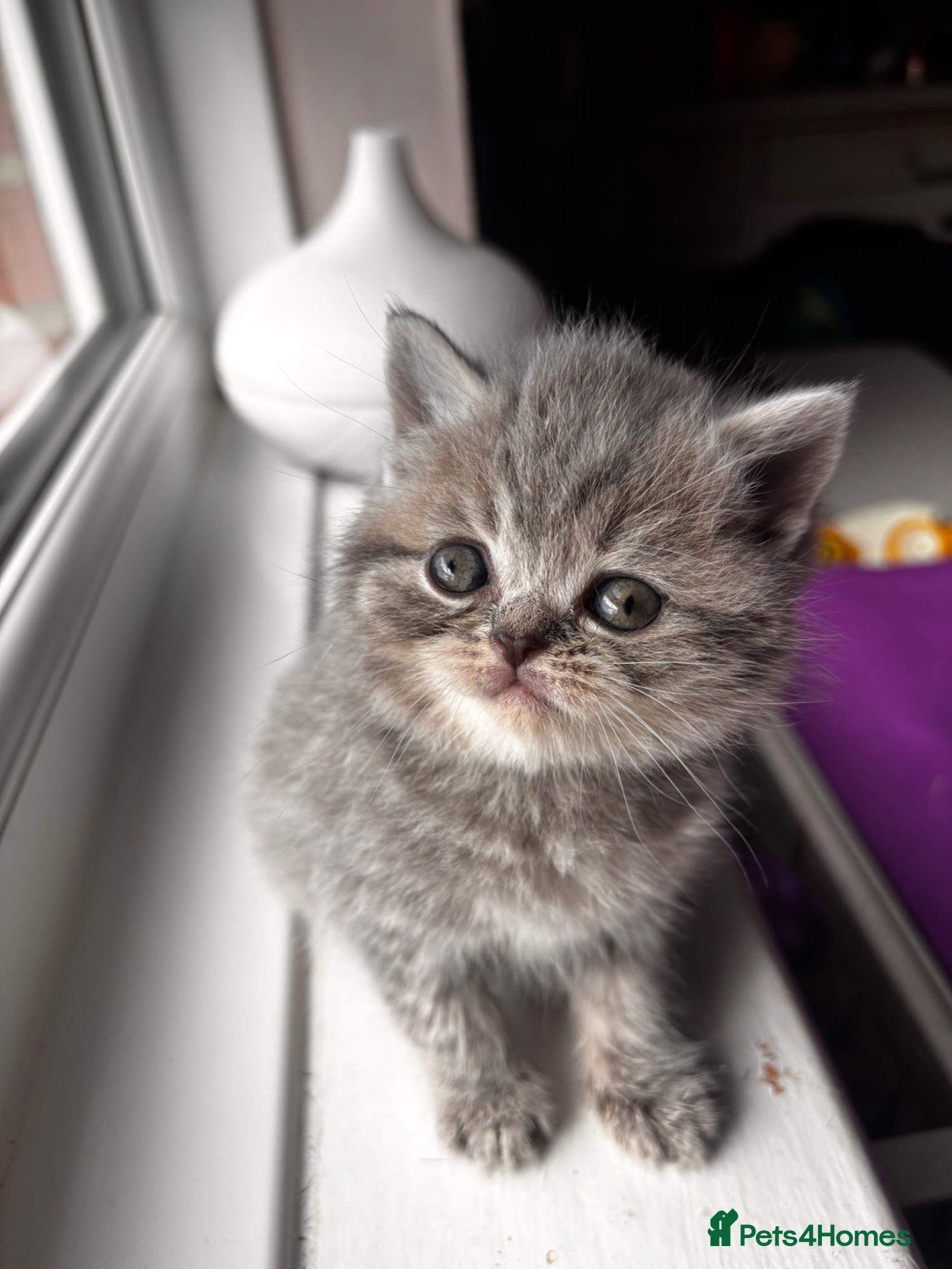 British Shorthair cats Last boy left Blue tabby’s British shorthair  - Advert 1