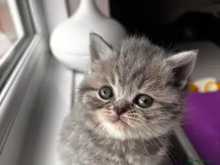 British Shorthair cats Last boy left Blue tabby’s British shorthair - Advert 1