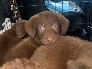 Mixed Breed dogs Beautiful Puppies – ONLY 3 LEFT!!! - Advert 17