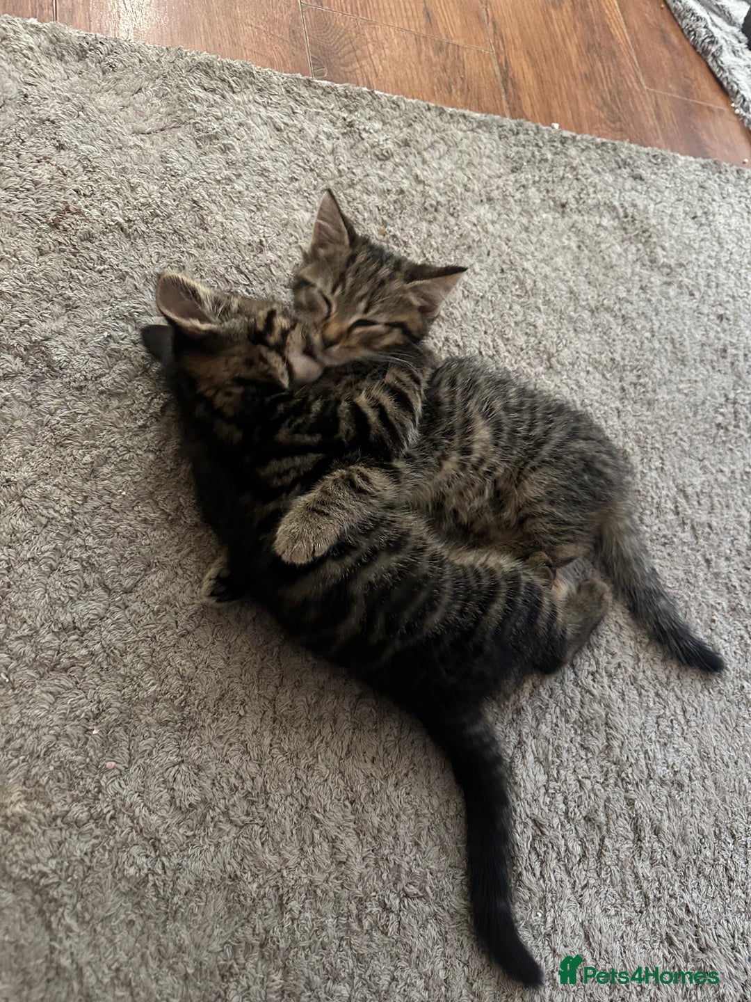 Mixed Breed cats for sale: Mixed breed kittens  - Image 8
