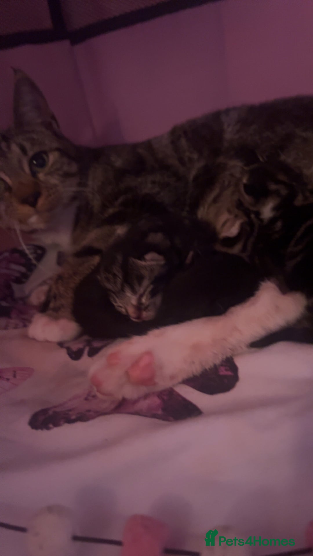 Domestic Shorthair cats for sale: Kittens who are looking for their forever homes🤍 - Advert 1