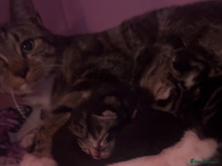 Domestic Shorthair cats Kittens who are looking for their forever homes🤍 - Advert 1