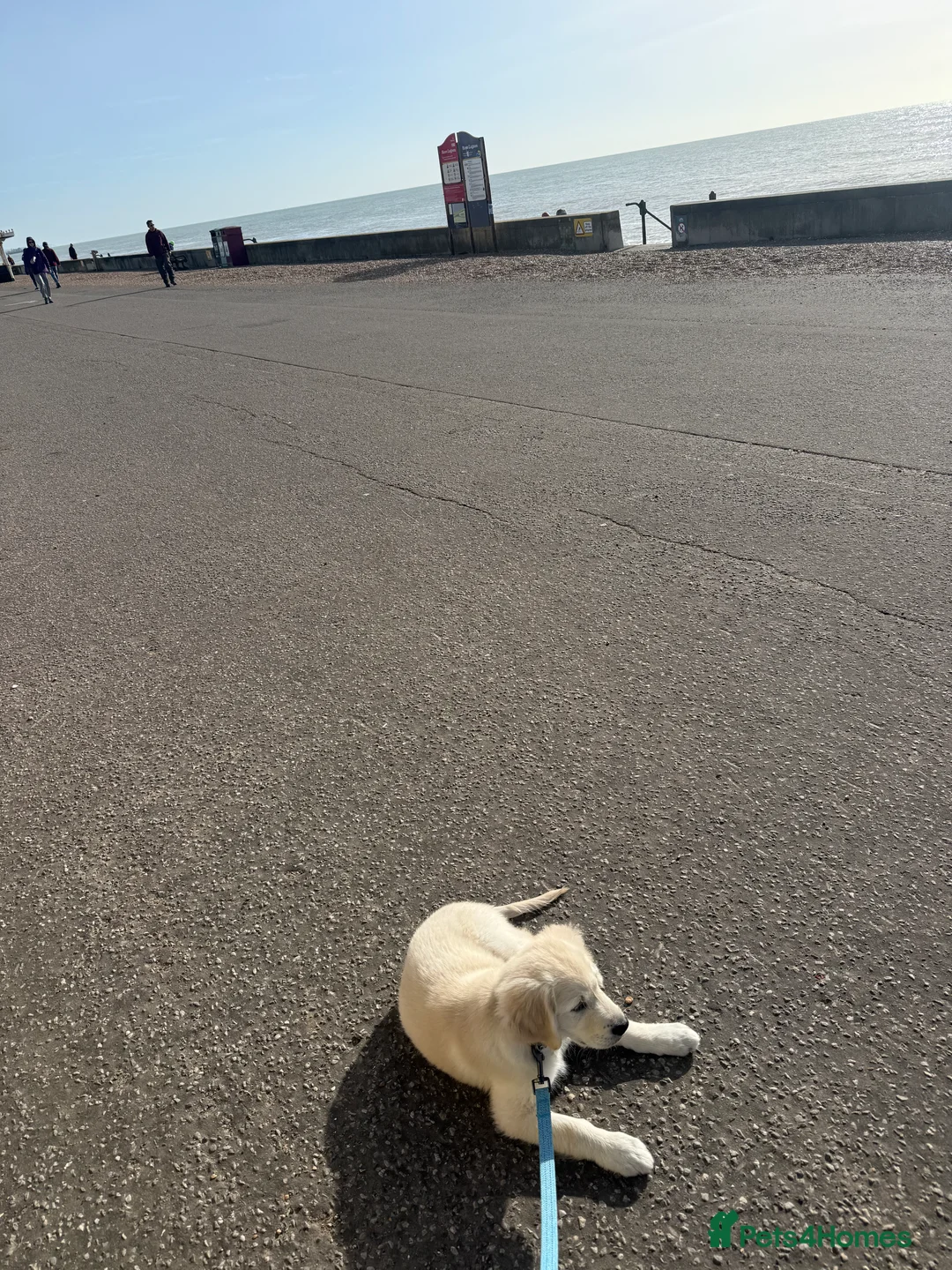 Golden Retriever dogs for sale: 13 week old golden retriever male  in Peacehaven - Advert 5