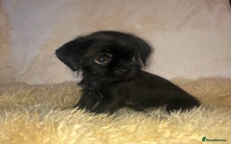 Mixed Breed dogs for sale: ADORABLE LITTER OF SHIH TZU/CHIHUAHUAS - Image 15