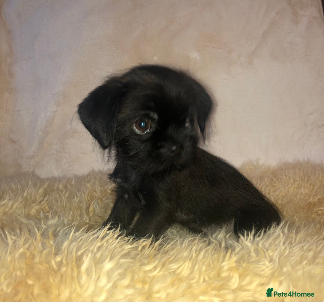 Mixed Breed dogs for sale: ADORABLE LITTER OF SHIH TZU/CHIHUAHUAS - Image 15