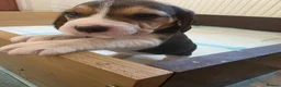 Beagle dogs for sale: Beautiful Beagle Puppies Looking For A Loving Home - Advert 8