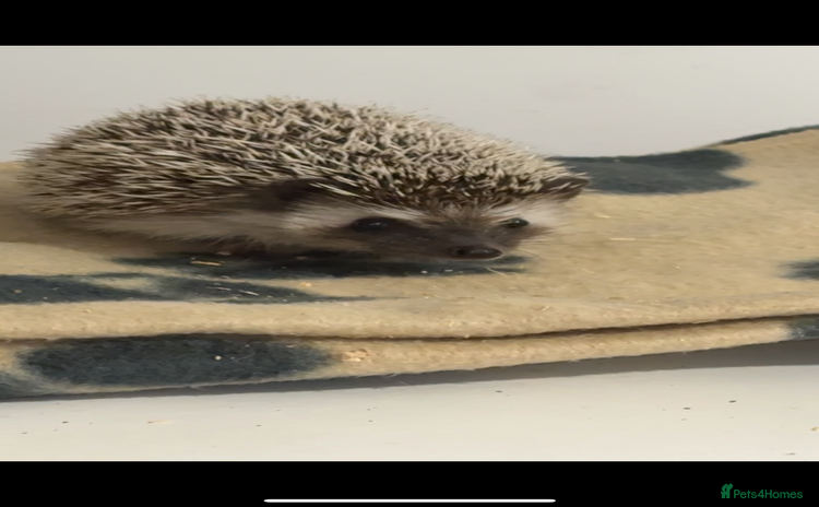 Pygmy Hedgehog rodents - Advert 1