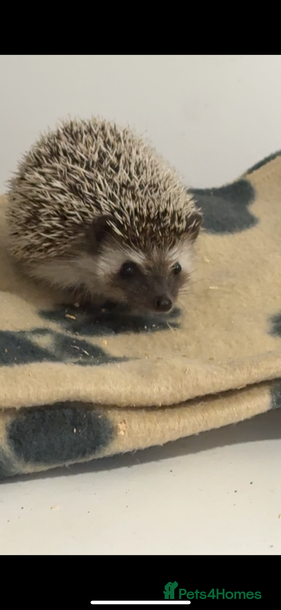 Pygmy Hedgehog rodents for sale: Pygmy Hedgehog 5 months old female - Image 1