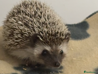 Pygmy Hedgehog rodents - Advert 20