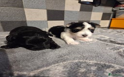 Yorkshire Terrier dogs for sale: Yorkshire terrier biewer puppies  - Advert 6