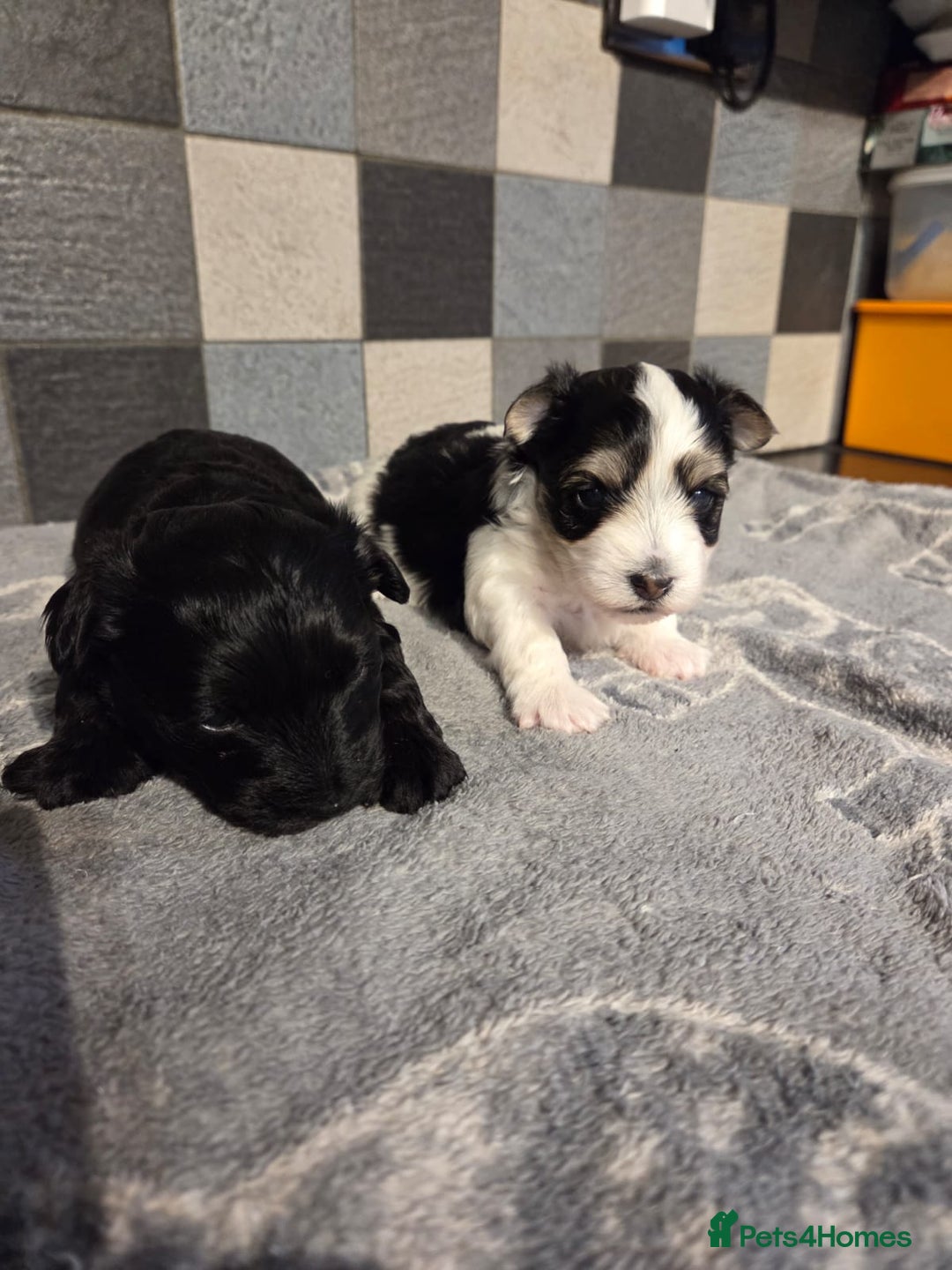 Yorkshire Terrier dogs for sale: Yorkshire terrier biewer puppies  - Advert 6