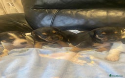 Jack Russell dogs for sale: Adorable Jack Russell puppy’s - Advert 2