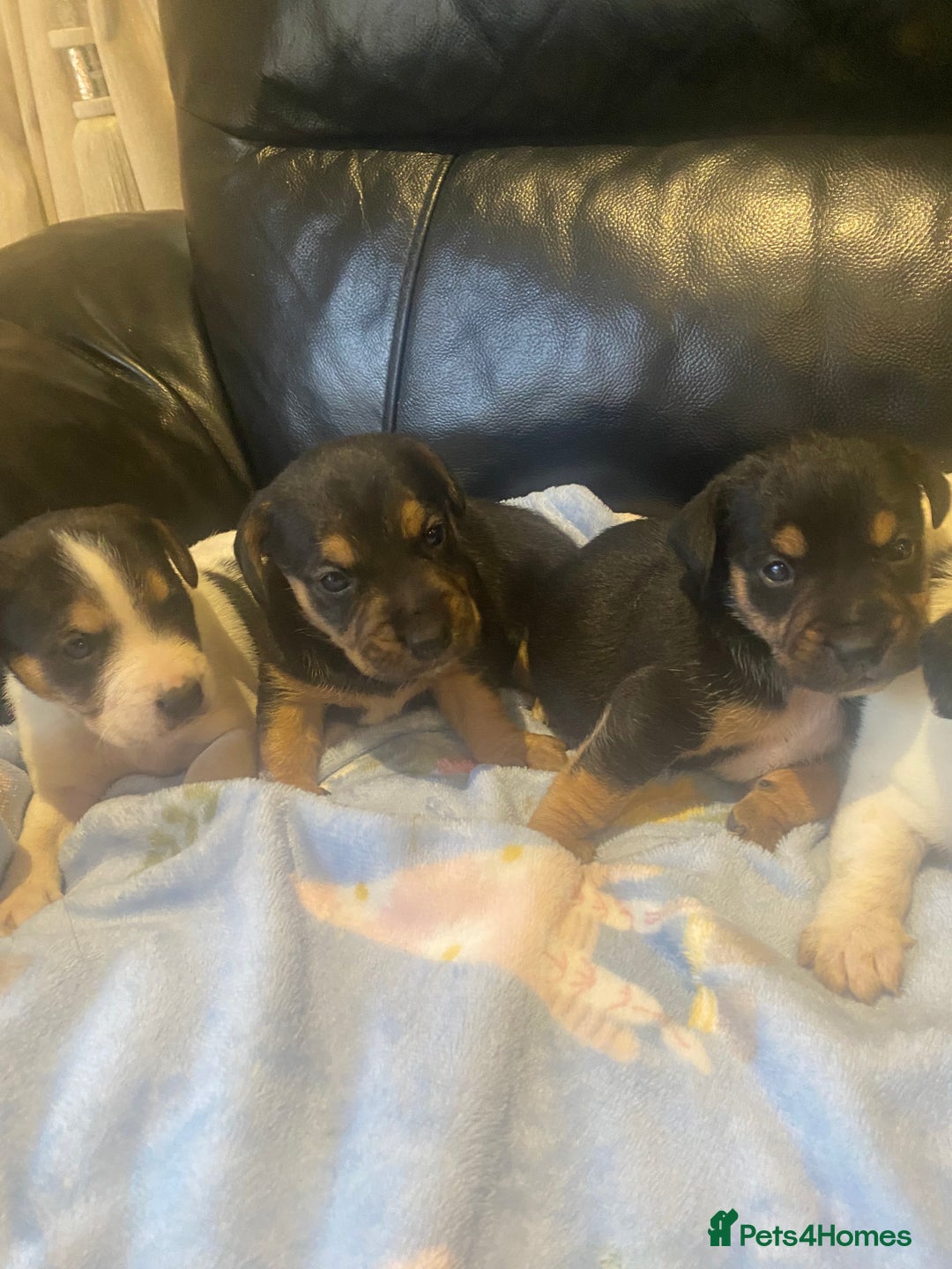 Jack Russell dogs for sale: Adorable Jack Russell puppy’s - Advert 2