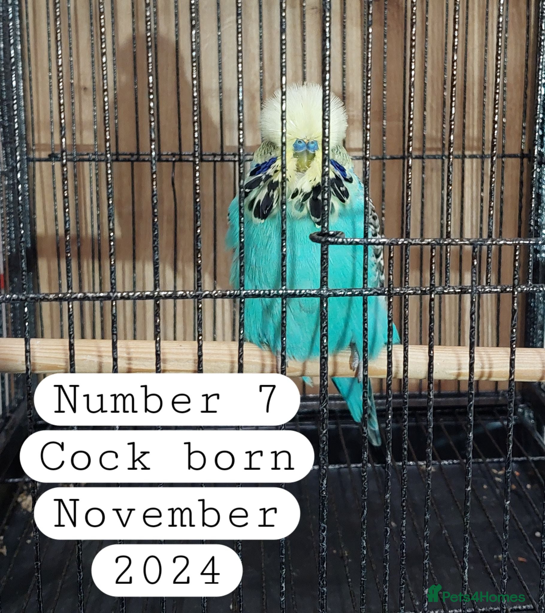 Budgerigars birds 10 Baby budgies Ashford Kent  - Advert 2
